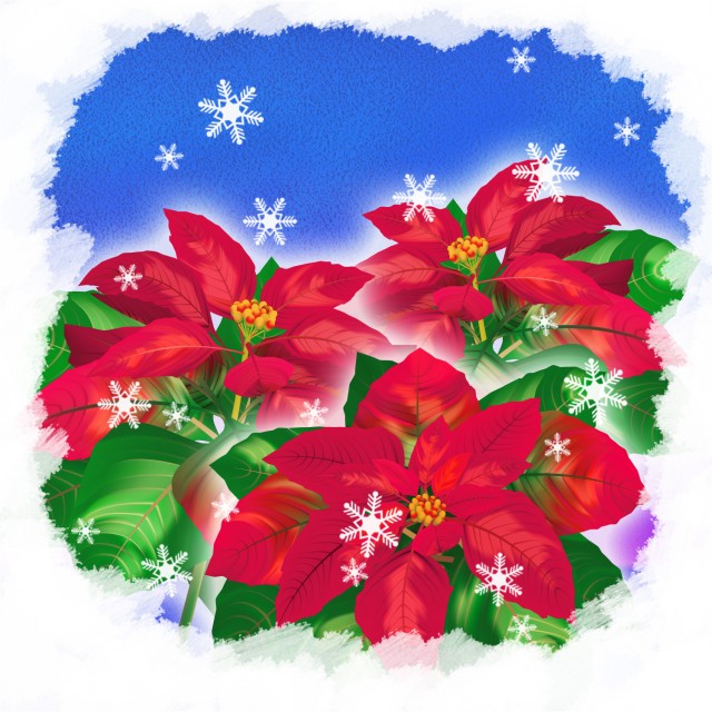 冬の植物 冬の花 ポインセチア 04 無料イラスト素材 素材ラボ