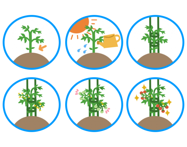 プチトマトの育て方 無料イラスト素材 素材ラボ