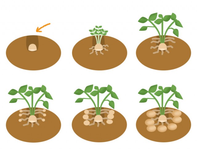 ジャガイモの育て方 無料イラスト素材 素材ラボ