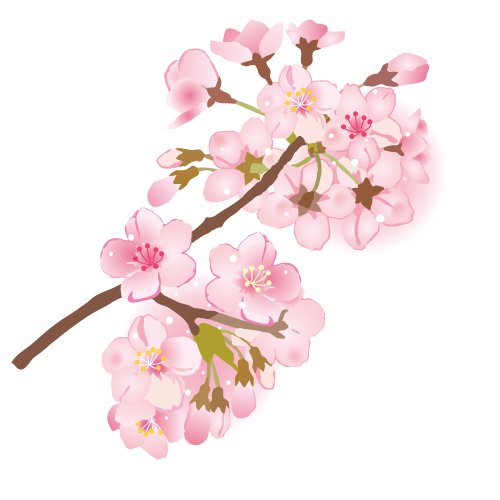 桜の枝イラスト 透過png Jpg 無料イラスト素材 素材ラボ